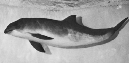 Common porpoise (Phocoena phocoena). Photo by Stephen Spotte, Mystic Marinelife Aquarium.