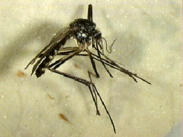 Photo Credit: Aedes mosquito, a species that carries different viruses, including the virus responsible for Rift Valley Fever which causes hemorrhaging and can be fatal.