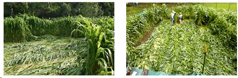 Left: Randomly downed corn discovered July 5, 2004, in Hillsboro, Ohio garden. Photograph © 2004 by owners. Right: Discovered July 13, 2004, more of a rectangle of downed corn about 40 feet long by 30 feet wide in Martha Bailey's garden, New Milford, Connecticut. Photograph © 2004 by David W. Harple, The New-Times.