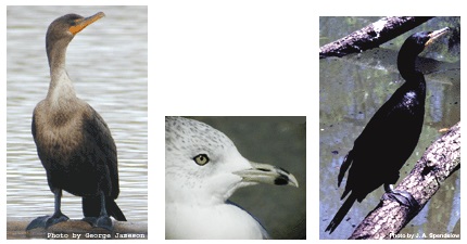 Left: Young Double-Crested Cormorant. Middle: Ring-Billed Gull. Right: Adult Double-Crested Cormorant. Photographs courtesy U. S. Geological Survey National Wildlife Center.