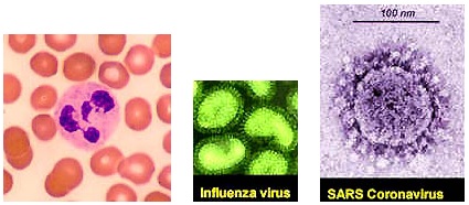Left: Human red blood cells = 7 micrometers (microns). Middle: Influenza viruses = about 80-100 nanometers.  Right: SARS coronavirus = 100 nanometers.  1 micrometer (micron) = 1 / millionth of a meter (39.37 inches) 1 nanometer = 1 / billionth of a meter