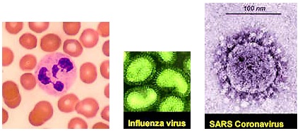 Left: Human red blood cells = 7 micrometers (microns). Middle: Influenza viruses = about 80-100 nanometers. Right: SARS coronavirus = 100 nanometers. 1 micrometer (micron) = 1 / millionth of a meter (39.37 inches) 1 nanometer = 1 / billionth of a meter