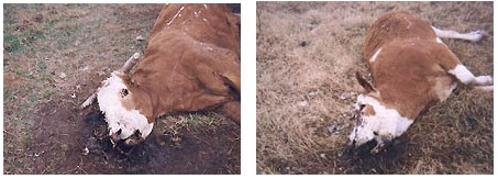 Left: Bull found dead and mutilated on January 5, 2005, in Sandia, Texas, northwest of Corpus Christi, Texas. Right: Cow also found dead and similarly mutilated 150 yards from bull. Photographs by Chris Dimukes © 2005 by South Side Sun. 