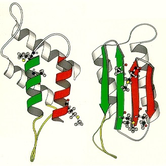 On the left is the normal prion protein, PrP-C. On the right is the abnormal, misshapen PrP-SC. These diagrams are from Huang, Z., Prusiner, Stanley B. and Cohen, Fred E. from "Structures of Prion Proteins and Conformational Models for Prion Diseases in Prions," (ed. S.B. Prusiner) Berlin: Springer-Verlag, © 1996.