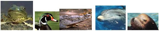 Left to right: Amphibians, Birds, Reptiles, Dolphins and Whales, Seals.