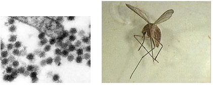 Left: Photomicrograph of West Nile Fever Virus. Right: Photograph of Culex pipiens female mosquito, carrier of West Nile Fever Virus, courtesy Entomology Image Gallery.
