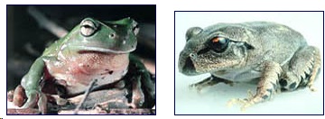 Left: Chytrid fungus infection shows in the pink underbelly of green tree frog. Right: Great barred frog has a severe Chytrid fungus infection that is causing its skin to peel off.  Images by Australia National Parks and Wildlife Service.