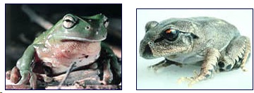 Left: Chytrid fungus infection shows in the pink underbelly of green tree frog. Right: Great barred frog has a severe Chytrid fungus infection that is causing its skin to peel off. Images by Australia National Parks and Wildlife Service.