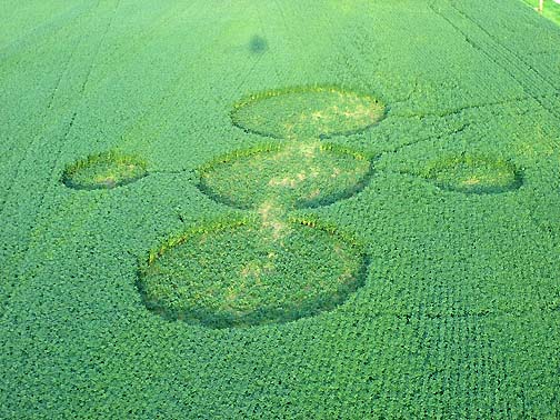 Five circles in soybeans first reported Thursday afternoon, August 17, 2006. Pathways to smaller circles and large circles were not there on August 17. Paths were created by a Henry County Deputy Sheriff and farm owner, Jim Stahl, plus others who first entered field on Saturday, August 19, 2006, when 12-feet-deep "walls" of soybeans were standing untouched between larger center circle and two outer, smaller circles. Aerial image on August 21, 2006, © by Linda Moulton Howe.
