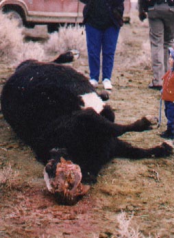 Mutilated cow discovered January 12, 1995 in Battle Mountain, Nevada. Photograph © 1999 by owner, Eddyann Filippini.