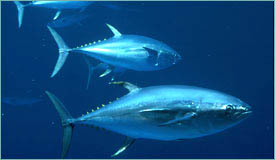 Bluefin tuna, nearly extinct. Photograph courtesy  Prof. Ransom Myers, Dalhousie University, Halifax, Nova Scotia, Canada.