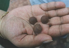 Three of the small, spiraled iron rocks found by a visiting gynecologist from Sao Paulo. Photograph © 2003 by Linda Moulton Howe.