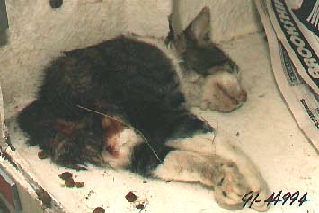 Half cat mutilation photograph provided by the Plano, Texas Police Department in a 1991 case, similar to recent cat and dog mutilations reported in Salt Lake City,  Utah; Aurora, Colorado; Saratoga and San Diego, California; and Austin, Texas.