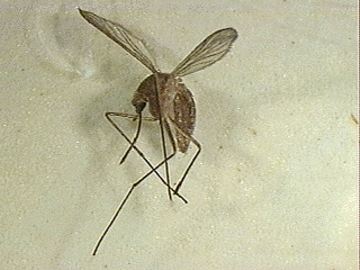 Photograph of Culex pipiens female mosquito,  courtesy Entomology Image Gallery.