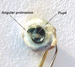 Eye from deformed calf fetus has two major abnormalities: First, the cornea  has a "comma" shape with an angular lateral protrusion. Second, the pupil is an  "elongated aperture with rounded edges." Photograph © 1999 by  National Institute for Discovery Science, Las Vegas, Nevada.