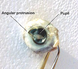 Eye from deformed calf fetus has two major abnormalities: First, the cornea has a "comma" shape with an angular lateral protrusion. Second, the pupil is an "elongated aperture with rounded edges." Photograph © 1999 by National Institute for Discovery Science, Las Vegas, Nevada.