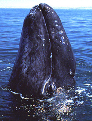 A newborn Gray Whale in the San Ignacio Lagoon, Baja, California, the last Gray Whale nursery in North America © 1999 by Frank Balthis, Natural Resources Defense Council.