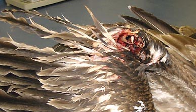 Broken radius and ulna bones in a California Brown Pelican's wing.  Photograph provided by Karen Benzel, International Bird  Rescue Research Center, Fairfield, California.