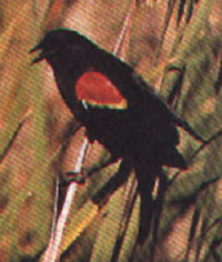 Male Red-winged Blackbird Agelaius phoenicus  © 1993 Kirtley Perkins.