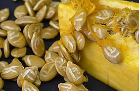 About 50 seeds of approximately 500 seeds found inside an otherwise  fresh, healthy yellow squash by Salt Lake City restaurant owner, Kasim Barakzia, on March 14. Each seed had letters and symbols engraved on both sides with letters and symbols from different languages. One well known mathematical symbol is the Pi sign in the lower left corner. Squash seeds are normally  smooth and unmarked. Photograph © 2003 by Ryan Galbraith, The Salt Lake Tribune.