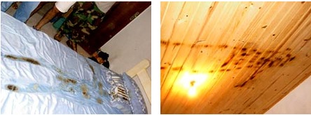 September 15, 2002, 7:30 p.m. local time, body imprints of farmer Urandir Oliveira after he was allegedly lifted in a violet-colored beam from his Corguinho, Brazil, bedroom into an aerial craft. Photographs © 2002 by Felipe Branco.