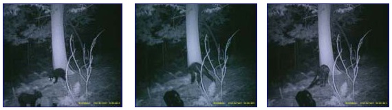 Bushnell game trail infrared camera images, September 16, 2007.  Left to right: 20:04:23 black bear cubs at mineral deer lick;  20:32:05 "unidentified primate" near tree and mineral lick tipped over (black foreground); 20:32:41 "unidentified primate" bent over with head on the ground.  All infrared images © 2007 by R. Jacobs. Also see:  BFRO