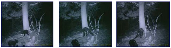 Bushnell game trail infrared camera images, September 16, 2007. Left to right: 20:04:23 black bear cubs at mineral deer lick; 20:32:05 "unidentified primate" near tree and mineral lick tipped over (black foreground); 20:32:41 "unidentified primate" bent over with head on the ground. All infrared images © 2007 by R. Jacobs. Also see: BFRO