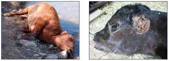 Left:  28-year-old cow discovered by Weston, Colorado, rancher Mike Duran on March 8, 2009, with her udder removed in a circle, vaginal tissue excised and left front leg likely broken  as if cow dropped to ground from some height. Image © 2009 by Tom Murphy, Trinidad Times Independent. Right:  1-week-old male calf discovered by Hoehne, Colorado, rancher Tom Miller on March 17, 2009, with both ears removed as if exposed to heat, all its internal organs  removed and hips broken as if dropped to ground from some height. Image  © 2009 by Chuck Zukowski, MUFON Field Investigator.
