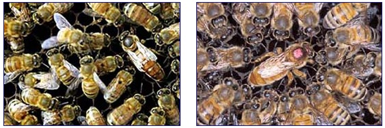 Left: European honey bees surround their queen on right that has larger body and short wings. Right: Africanized honey bees surround their queen on right, marked with pink dot for clarity. The only scientific way to distinguish between the two honey bee species is DNA analysis.