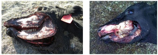 Left: 7-year-old Black Angus pregnant cow found dead and mutilated in the morning of April 9, 2010, on a very remote northeastern Montana ranch. Right: Another mutilated cow discovered 15 miles from first mutilation one month later on May 9, 2010. Photos by owners who have asked for anonymity.