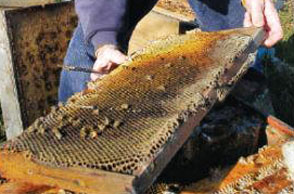 A total 33.8% of U. S. commercial honey bee colonies  were lost in 2009-2010. But some individual beekeepers had to replace 75% to 100% of their colonies.