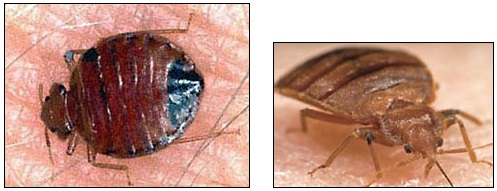 Adult bed bugs (Cimex lectularius) are about the size of apple seeds (3/16th inch),  have six legs, no wings, and are light reddish-brown (right) and look darker after feeding (left). Feeding every five to seven days, to fill up on their host's blood takes five to ten minutes and their favorite food is human blood. From pinhead-size white eggs, bed bugs hatch and grow through five larva stages of translucent whitish-yellow color over ten weeks to the sixth stage of adulthood. Their life span averages six months to a year while the  bugs hide out in mattress seams, box springs, baseboard crevices, behind wallpaper and clutter around beds between blood feedings. The thermal death point (for bed bugs) is about 118 degrees Fahrenheit. Images courtesy CDC.