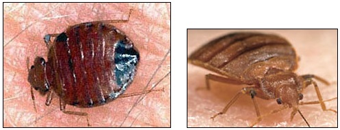 Adult bed bugs (Cimex lectularius) are about the size of apple seeds (3/16th inch), have six legs, no wings, and are light reddish-brown (right) and look darker after feeding (left). Feeding every five to seven days, to fill up on their host's blood takes five to ten minutes and their favorite food is human blood. From pinhead-size white eggs, bed bugs hatch and grow through five larva stages of translucent whitish-yellow color over ten weeks to the sixth stage of adulthood. Their life span averages six months to a year while the bugs hide out in mattress seams, box springs, baseboard crevices, behind wallpaper and clutter around beds between blood feedings. The thermal death point (for bed bugs) is about 118 degrees Fahrenheit. Images courtesy CDC.