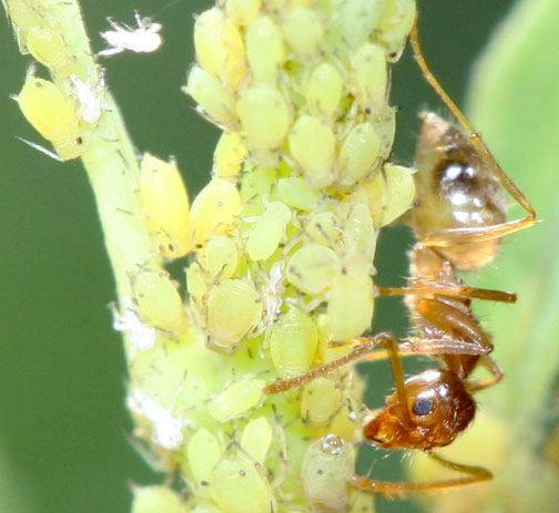 This tawny (yellowish-brown color) Rasberry crazy ant (Nylanderia fulva) is an invasive species of ant from Brazil and Argentina that some how got to Houston, Texas, in 2002. They were first noticed by pest exterminator, Tom Rasberry. The word “crazy” refers to the ants' random scurrying all over in contrast to the straight lines made by fire ants, for example. In only a decade, crazy ants have spread in huge densities through 24 counties in Texas outward to Louisiana, Mississippi and Florida, tending aphids for honeydew (above), eating insects including fire ant larvae and shutting down electrical transformers. Image © 2013 by Danny McDonald, Texas A&M.