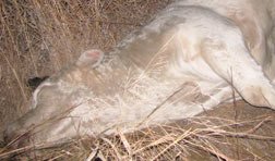 On December 18, 2015, the Harvey County Sheriff's office in Newton straight north of Wichita, investigated the highly strange mutilation of a 2,200-pound+, all white Charolais bull. The genitals had been neatly excised. Image by Harvey Cty. Sheriff's deputy.