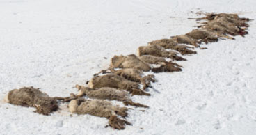 19 elk found dead and not eaten on the McNeel Elk Feedground near Bondurant, Wyoming. Photographed on March 25, 2016, by Ryan Dorgan.