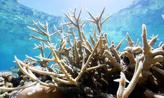 2016 National Coral Bleaching Taskforce reports 95% of the Great Barrier Reef is now severely bleached and is calling for the once-vibrant reef to be formally listed as in danger of complete die-off. Image by The Guardian.
