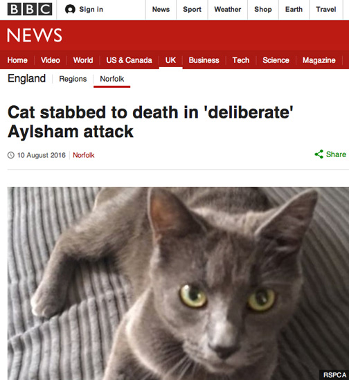 Midnight, the twin of Twilight — two Russian Blues — was left crippled by the inexplicably violent attack with a blade or knife on Saturday, July 30, 2016. Her twin sister, Twilight, suffered a large, smooth slice of her abdomenand had to be put to sleep. Image © 2016 by Royal Society for the Prevention of Cruelty to Animals (RSPCA).