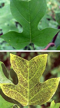Healthy tulip tree leaf (top) compared to ozone-injured leaf. Images by National Park Service.