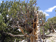 Even bristlecone pine trees over a thousand years old growing on top of mountains from Colorado to California are now affected by rising levels of ground-level ozone. Image USDA.