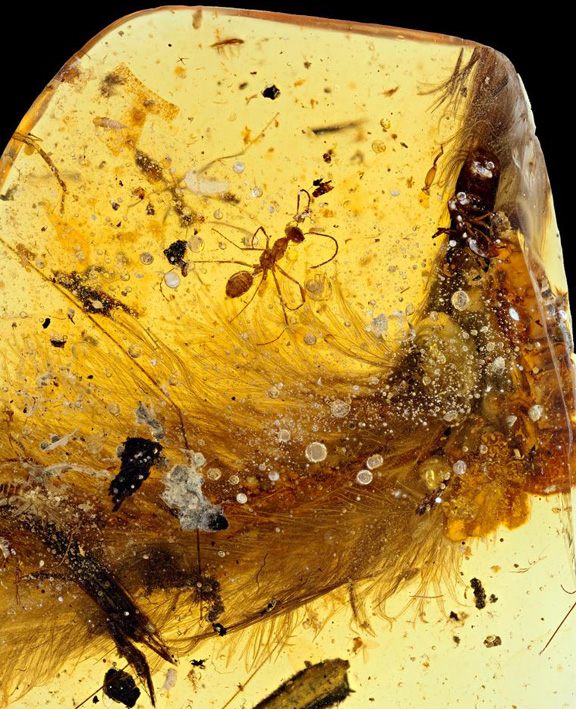 Feathers on actual tail skeletal tissue of a young coelurosaurian dinosaur. Half the tail was trapped in amber 99 million years ago. This is the first discovery of dinosaur feathers on tissue and reinforces the mind-bending evidence that many dinosaurs had feathers instead of reptilian scales. Image by Royal Saskatchewan Museum/R. C. McKellar.