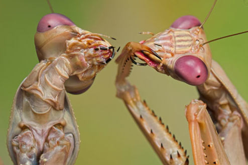 Species of praying mantises on Earth that have rose-red eyes with small black pupils similar to Earthfiles viewer encounter below. Image source Howard Hughes Medical Institute.