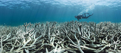 The Great Barrier Reef in Australia is suffering its worst coral bleaching ever recorded with 93% damaged to dying. Image by AFP.