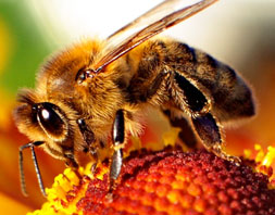 Apis Mellifera honey bee. Worker gathering pollen and nectar to take back to colony hives. Image © 2009 by Maciej Czyzewski.