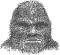 Female camper's sketch of 8-foot-tall Sasquatch that appeared near her tent in the San Juan National Forest on August 5, 2000. Sketch by eyewitness Julie Davis.