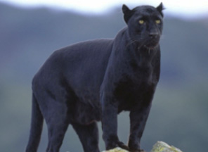 Like Sasquatch that disappear in a flash of light, large black cats and winged humanoids in western Pennsylvania disappear without leaving evidence similar to the Whitby coast in  North Yorkshire, U. K., that has a long history of large, black cats that seem to appear and disappear. Image © 2012 by Whitby Gazette.