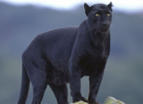 Like Sasquatch that disappear in a flash of light, large black cats and winged humanoids in western Pennsylvania disappear without leaving evidence similar to the Whitby coast in North Yorkshire, U. K., that has a long history of large, black cats that seem to appear and disappear. Image © 2012 by Whitby Gazette.