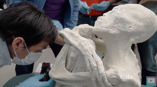 Jesus Zalce Benitez, Ph.D., a medical examiner and forensic anthropologist in the Mexico Institute of Forensic Sciences (INACIF), looks at the “white dust” yet to be analyzed, which covers a 5-foot-6-inch humanoid that has 3 long fingers on each narrow hand and 3 long toes. The earless head is also more elongated than most Homo sapiens sapiens heads. The body was exhumed from a tomb, an underground burial chamber near Nazca, Peru, where other smaller, 3-fingered and 3-toed bodies are also covered by the white substance. Video frame by Gaia.com in June 20, 2017, YouTube “Special Report: Unearthing Nazca.”