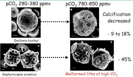 Coccolithosphores, single-celled algae, that contain calcium carbonate shells. When exposed to acidic water equivalent to the 800 ppm upwelling ocean samples in 2007 off the California coast, the Coccolithosphores become malformed and deteriorate. Images by Riebesell and Zondervan in 2000 and 2001.