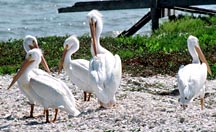 American White Pelicans. Photograph by U. S. Fish and Wildlife Service.